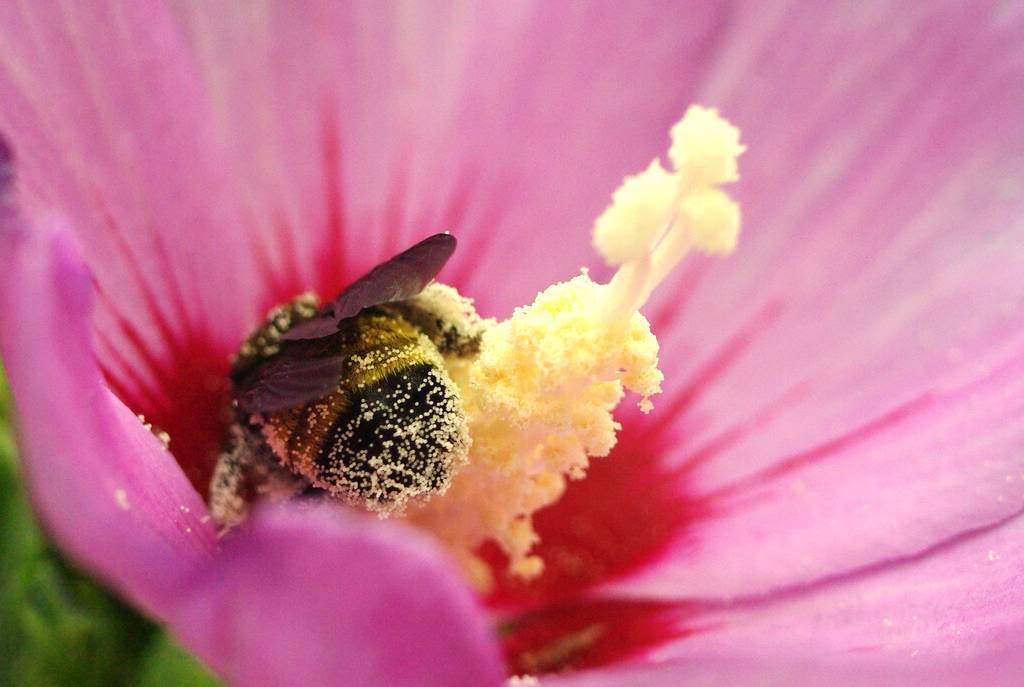 It's Not Work, It's Gardening! Do bees like pollen?